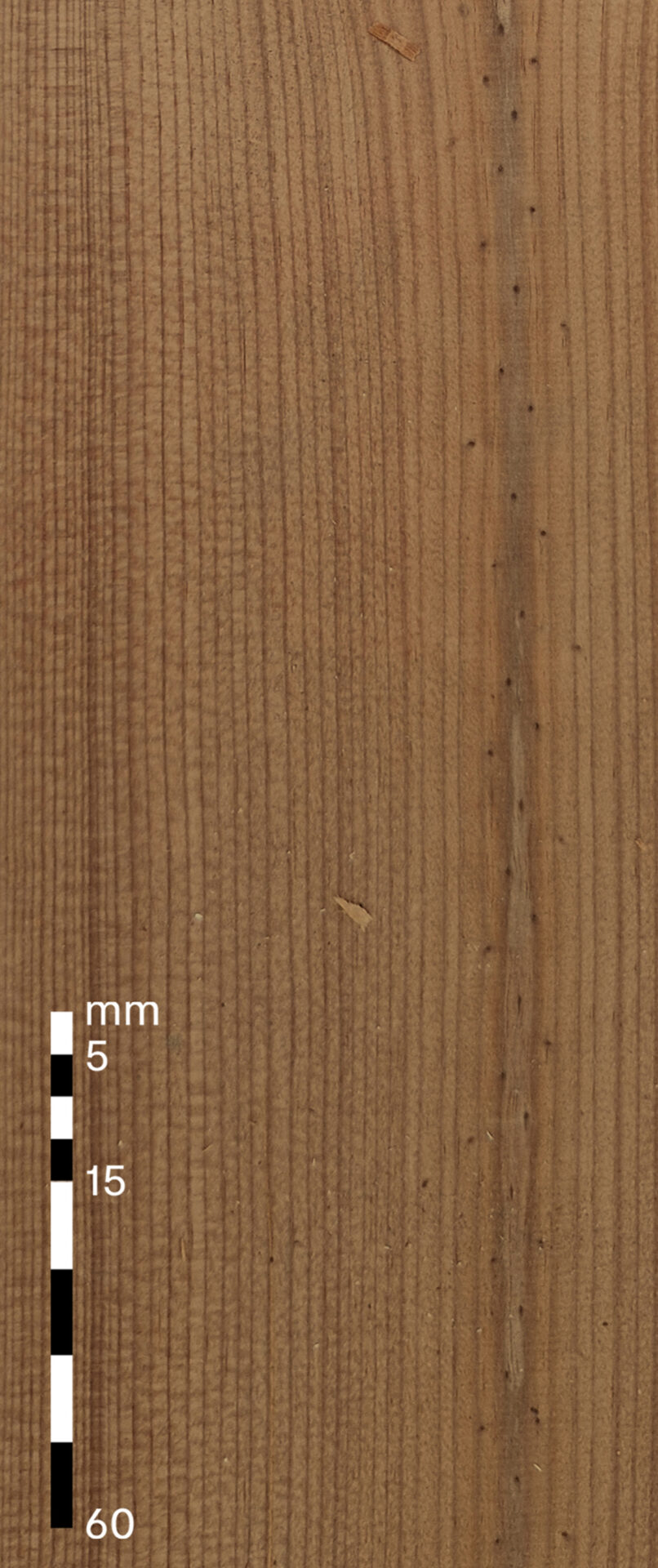 Sound heartwood