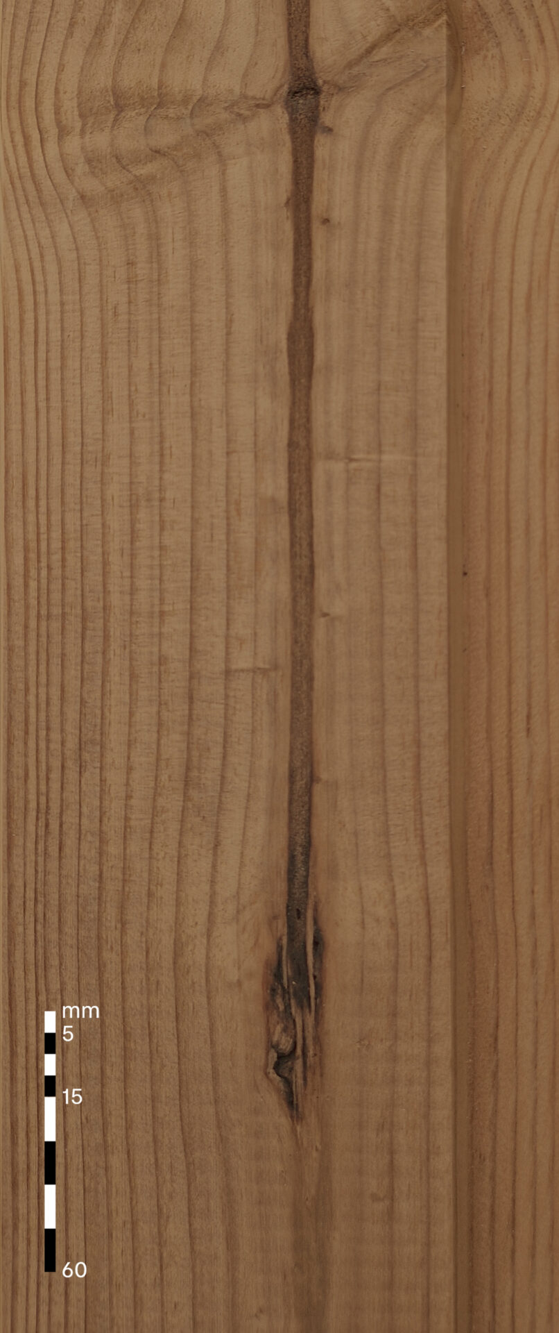 Dead heartwood*